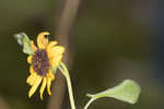Cucumberleaf sunflower 
